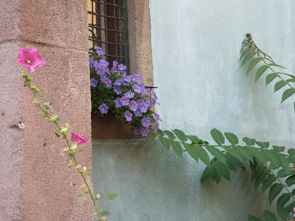 Elsass_WS_2005-08-13 10-01-25_60